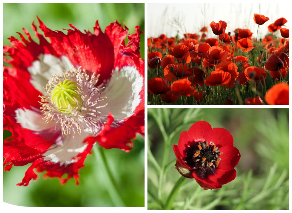 BOMBALOVE - Bombe de graines aux fleurs rouges