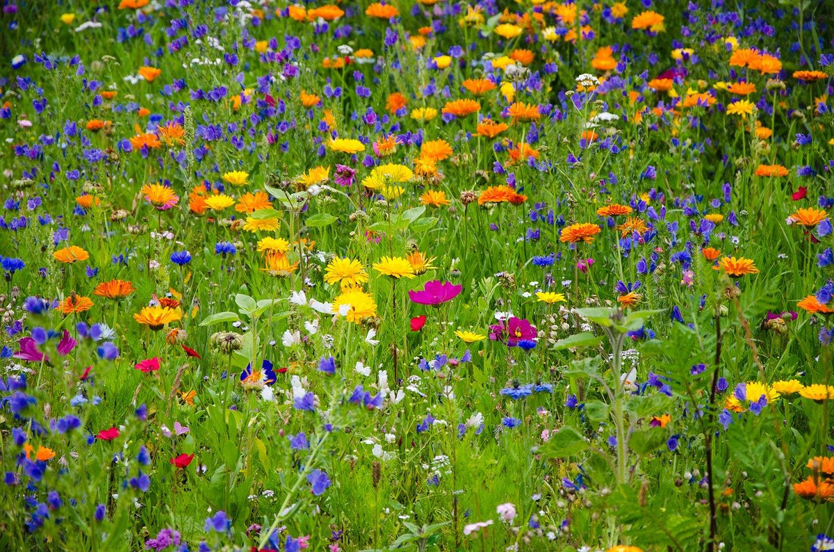 BOMBABEILLE x50 - Bombes de graines aux fleurs multicolores