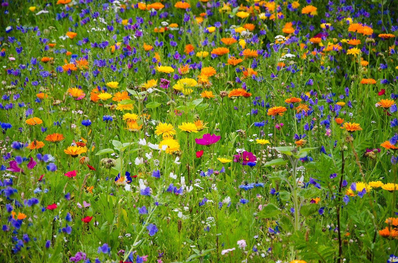 BOMBABEILLE x50 - Bombes de graines aux fleurs multicolores